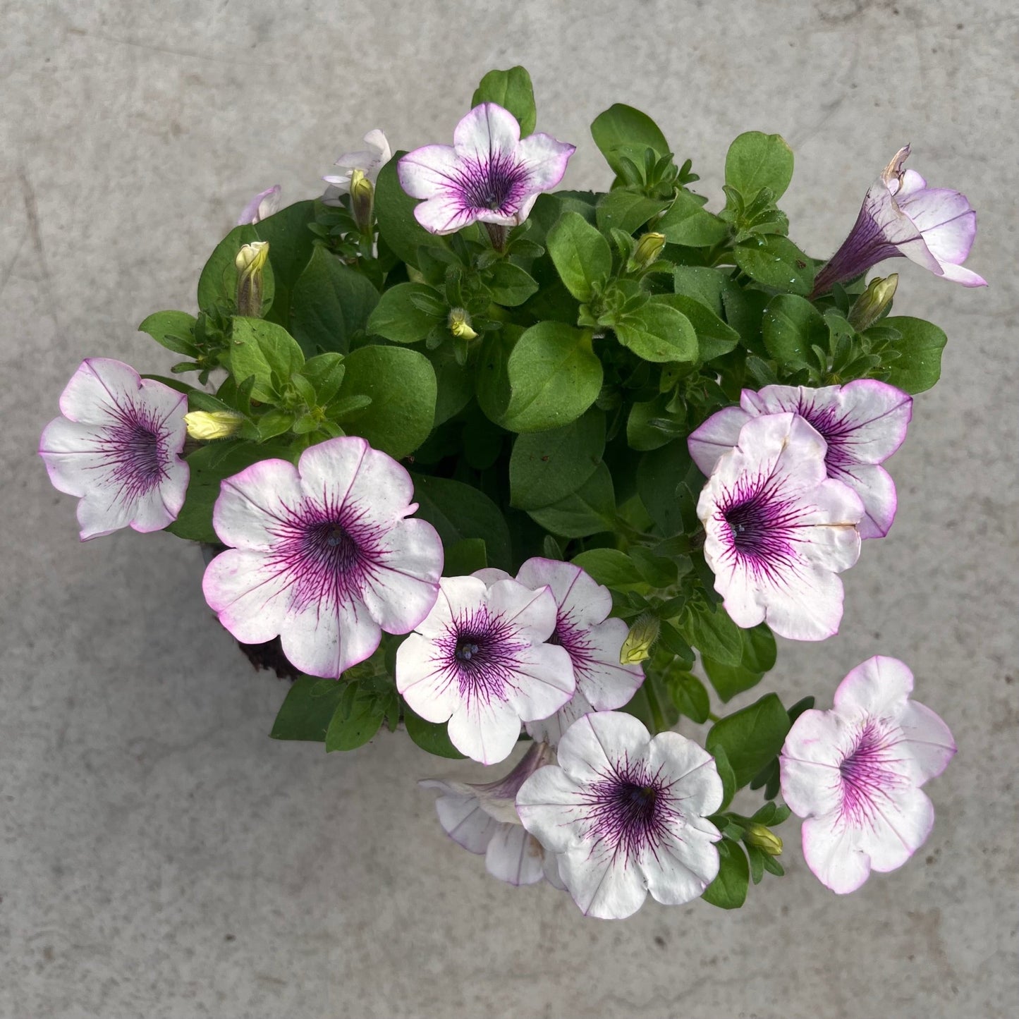 פטוניה קוטר עציץ 12 ס"מ (רב שנתי לגינה) - רוטין (ירוק במרפסת לשעבר)