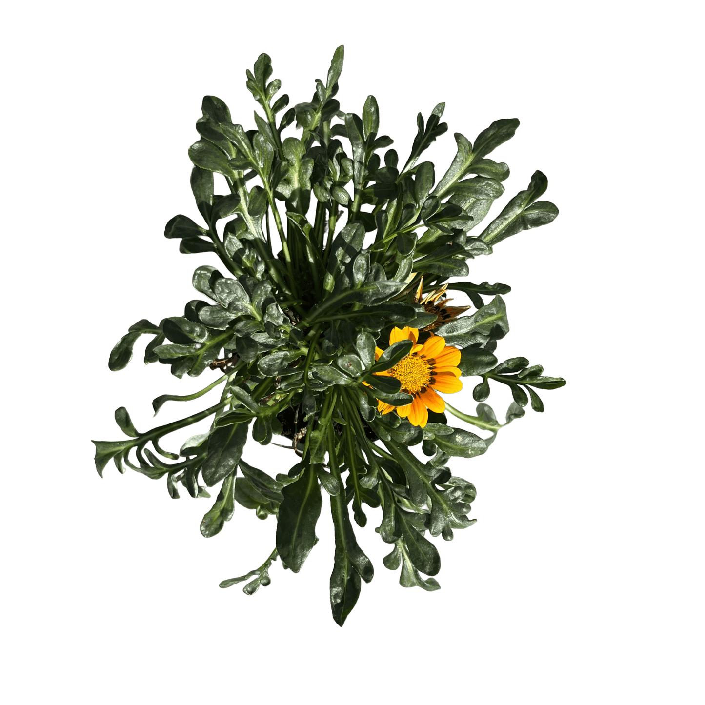 גזניה רב שנתי - רוטין (ירוק במרפסת לשעבר)