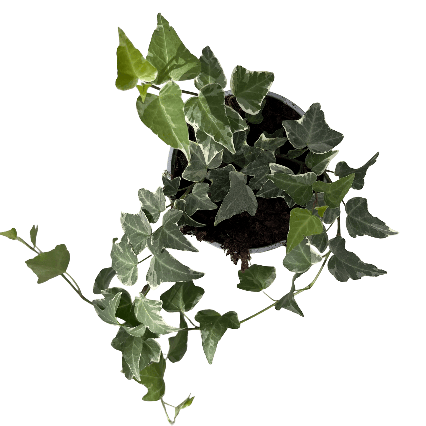 הדרה מגוונת - רוטין (ירוק במרפסת לשעבר)