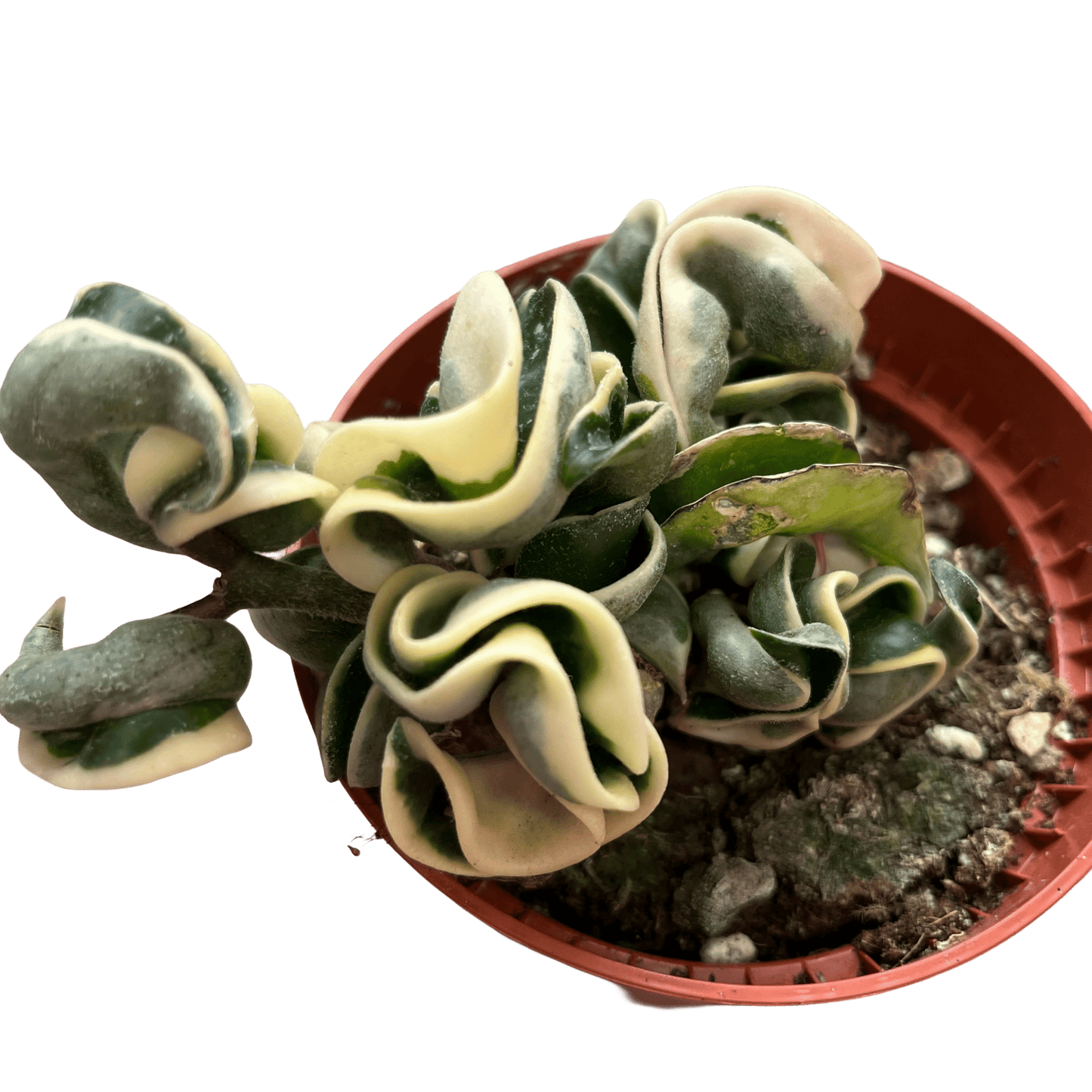 הויה קומפקטה מגוונת - רוטין (ירוק במרפסת לשעבר)