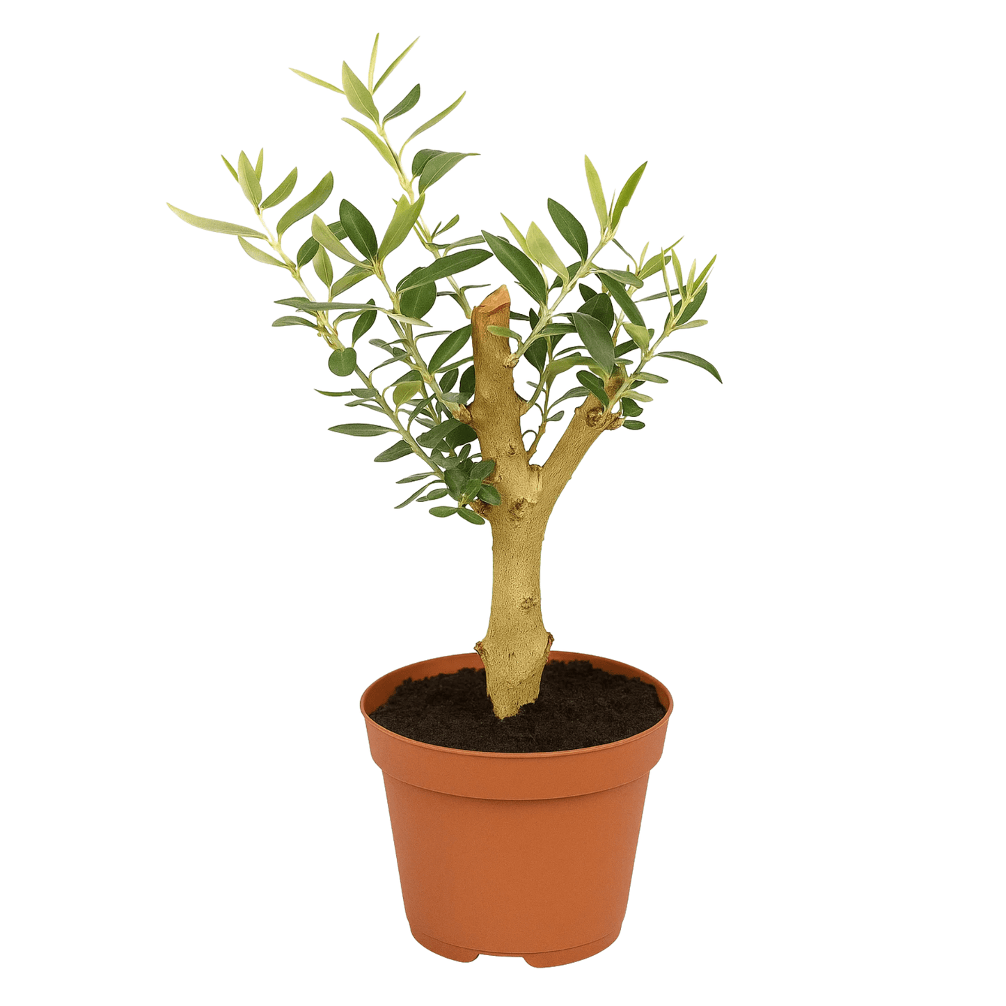 עציץ זית קוטר 12 ס"מ (רב שנתי לבית ולגינה) - רוטין (ירוק במרפסת לשעבר)