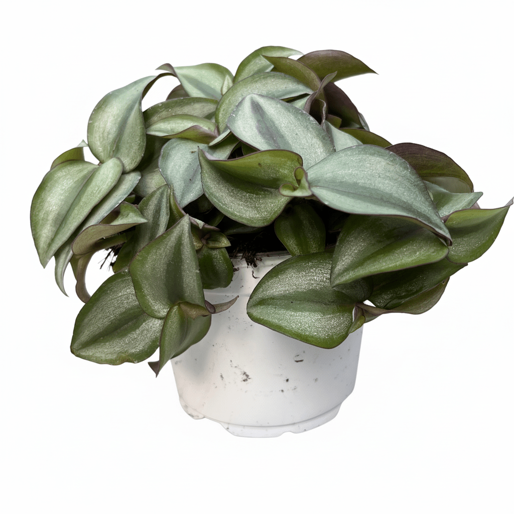 יהודי נודד רב שנתי קוטר 12 - רוטין (ירוק במרפסת לשעבר)