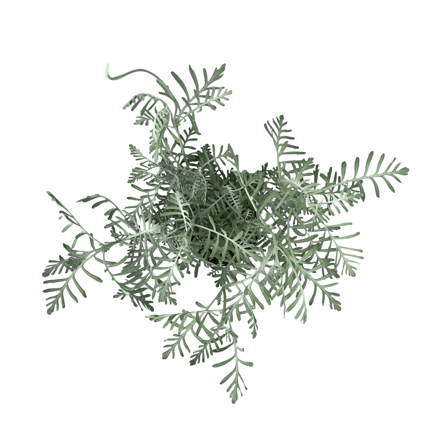 לוונדר - רוטין (ירוק במרפסת לשעבר)