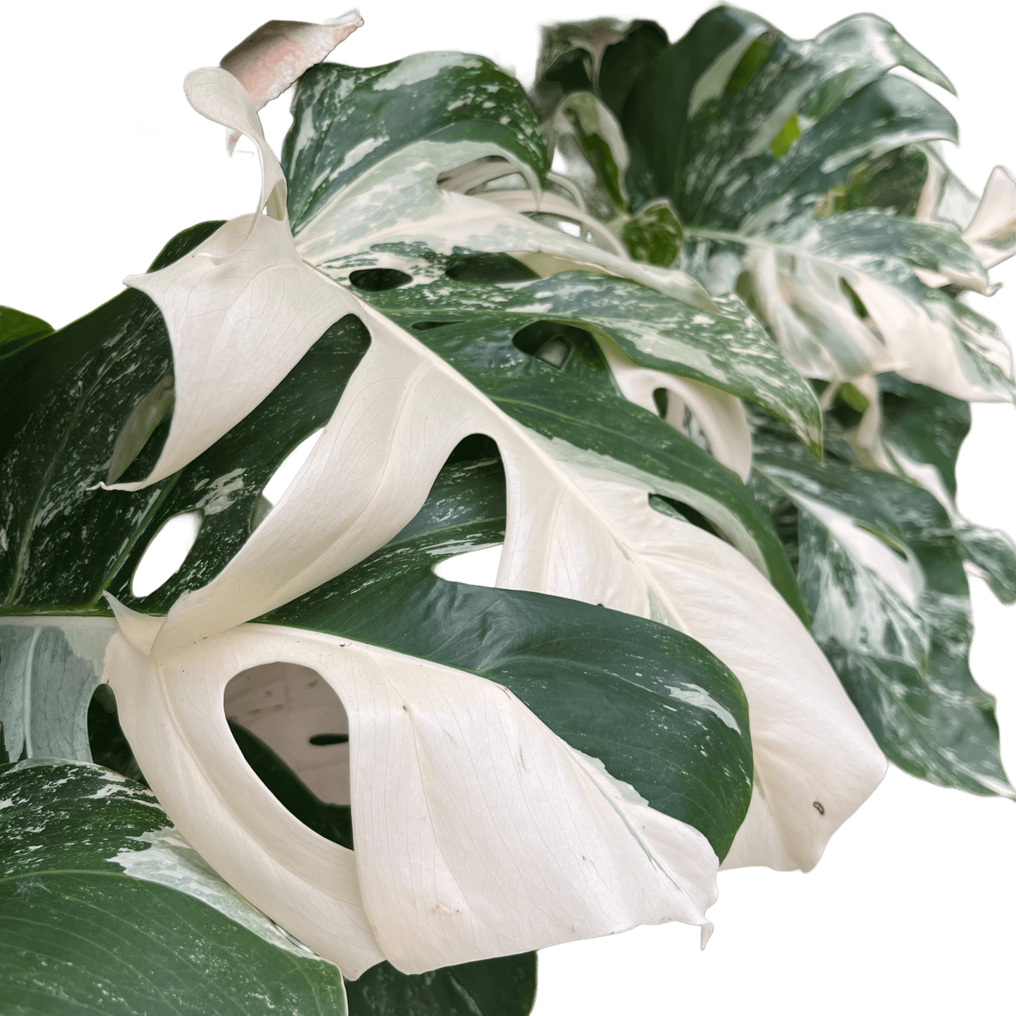 מונסטרה אלבו בינונית עציץ 15 סמ - רוטין (ירוק במרפסת לשעבר)