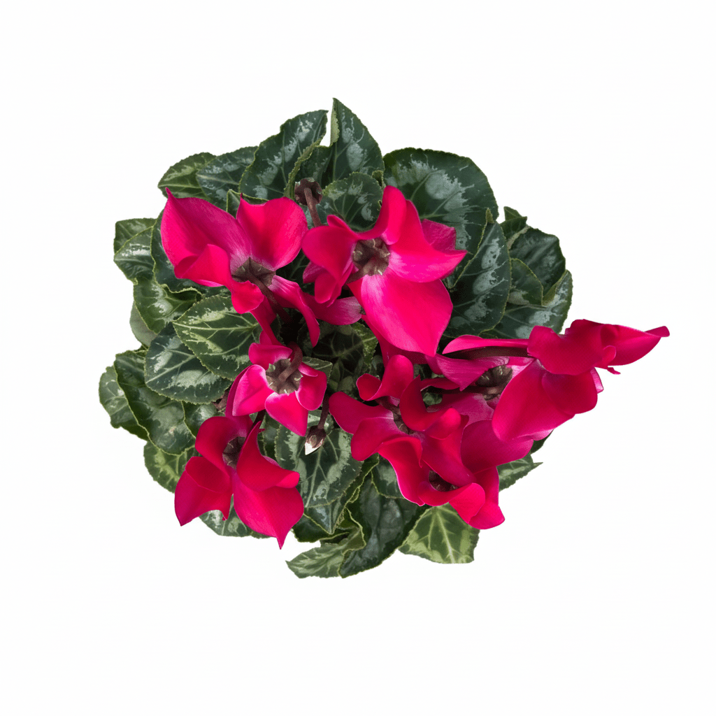 רקפת פורחת קוטר 12 - רוטין (ירוק במרפסת לשעבר)