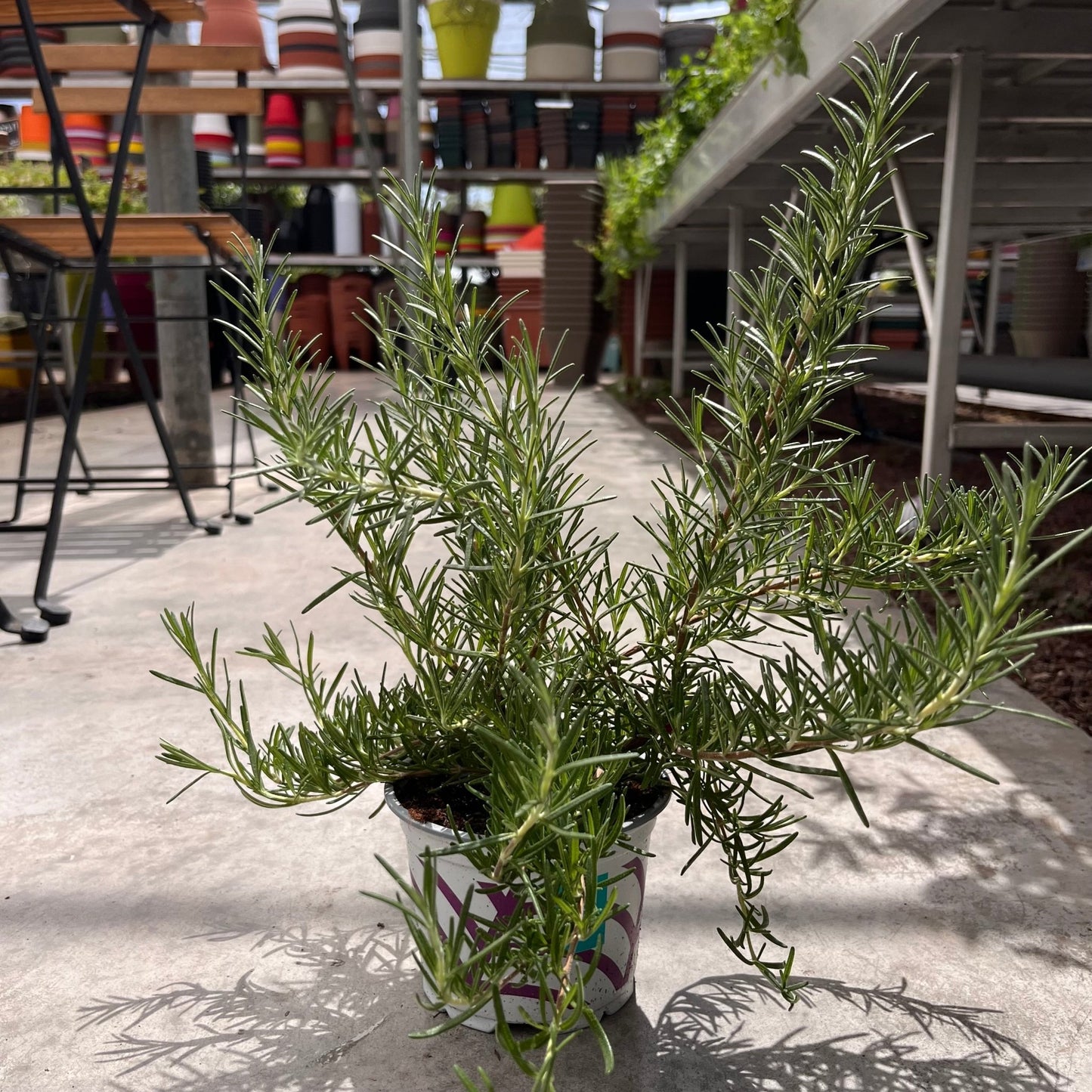 רוזמרין - רוטין (ירוק במרפסת לשעבר)