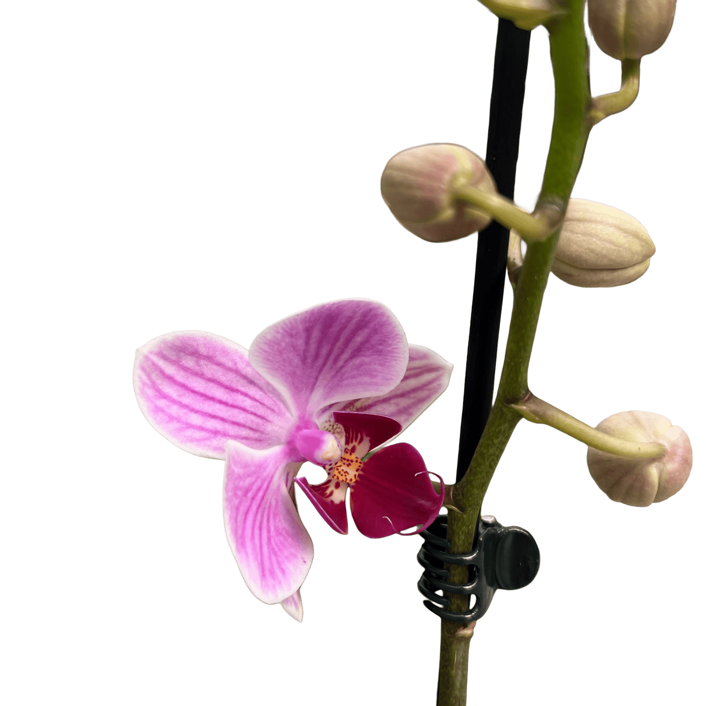 סחלב פורח גובה 50 - רוטין (ירוק במרפסת לשעבר)