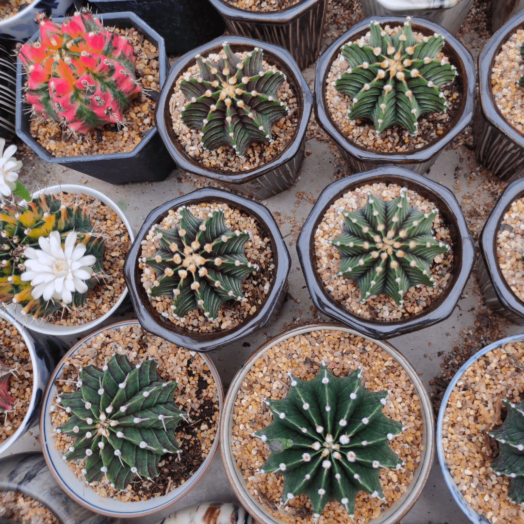 זוג סוקולנטים בהפתעה! - רוטין (ירוק במרפסת לשעבר)