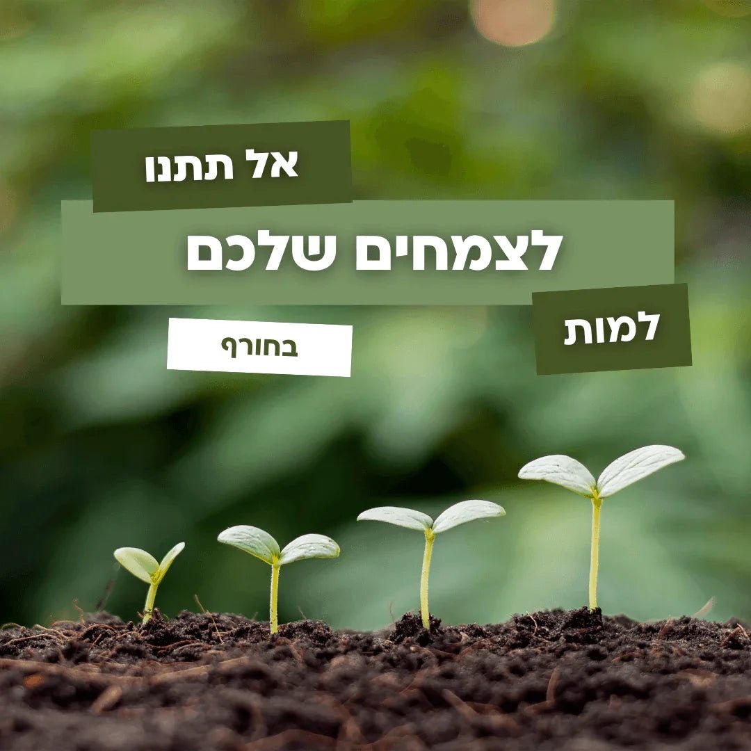 אל תתנו לצמחים שלכם למות בחורף! למה זה קריטי להשקות דווקא עכשיו? 🌧️🌿 - רוטין (ירוק במרפסת לשעבר)