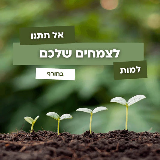 אל תתנו לצמחים שלכם למות בחורף! למה זה קריטי להשקות דווקא עכשיו? 🌧️🌿 - רוטין (ירוק במרפסת לשעבר)
