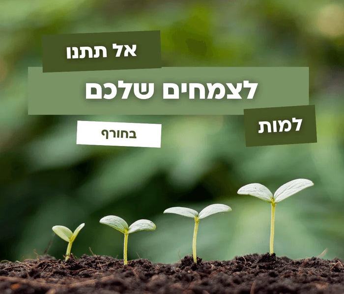 אל תתנו לצמחים שלכם למות בחורף! למה זה קריטי להשקות דווקא עכשיו? 🌧️🌿