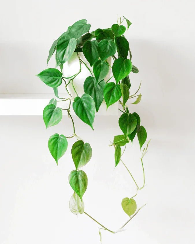 (Heartleaf philodendron) המדריך המקיף לגידול פילודנדרון מטפס 🌿 - רוטין (ירוק במרפסת לשעבר)
