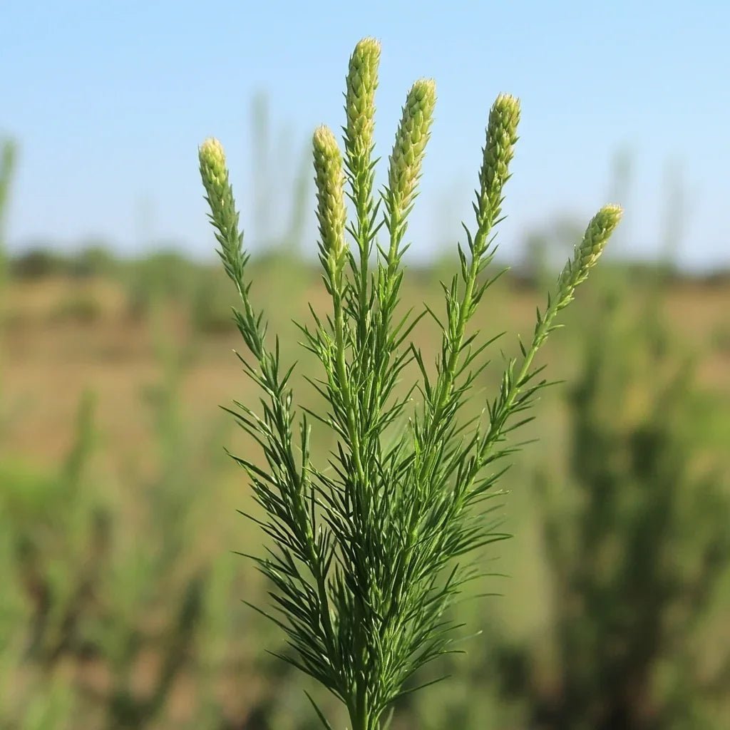 המדריך המקיף לגידול אפרוקומיה (נפת השעורה) (Asparagus setaceus) 🌴 - רוטין (ירוק במרפסת לשעבר)