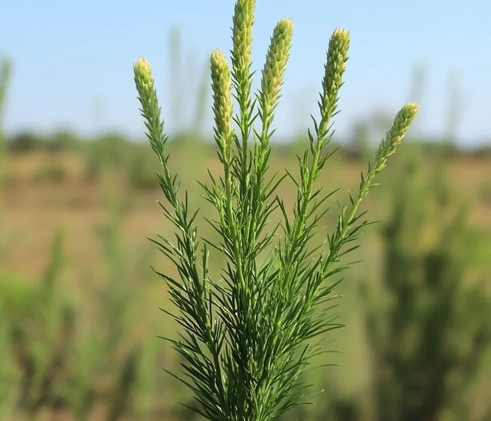 המדריך המקיף לגידול אפרוקומיה (נפת השעורה) (Asparagus setaceus) 🌴