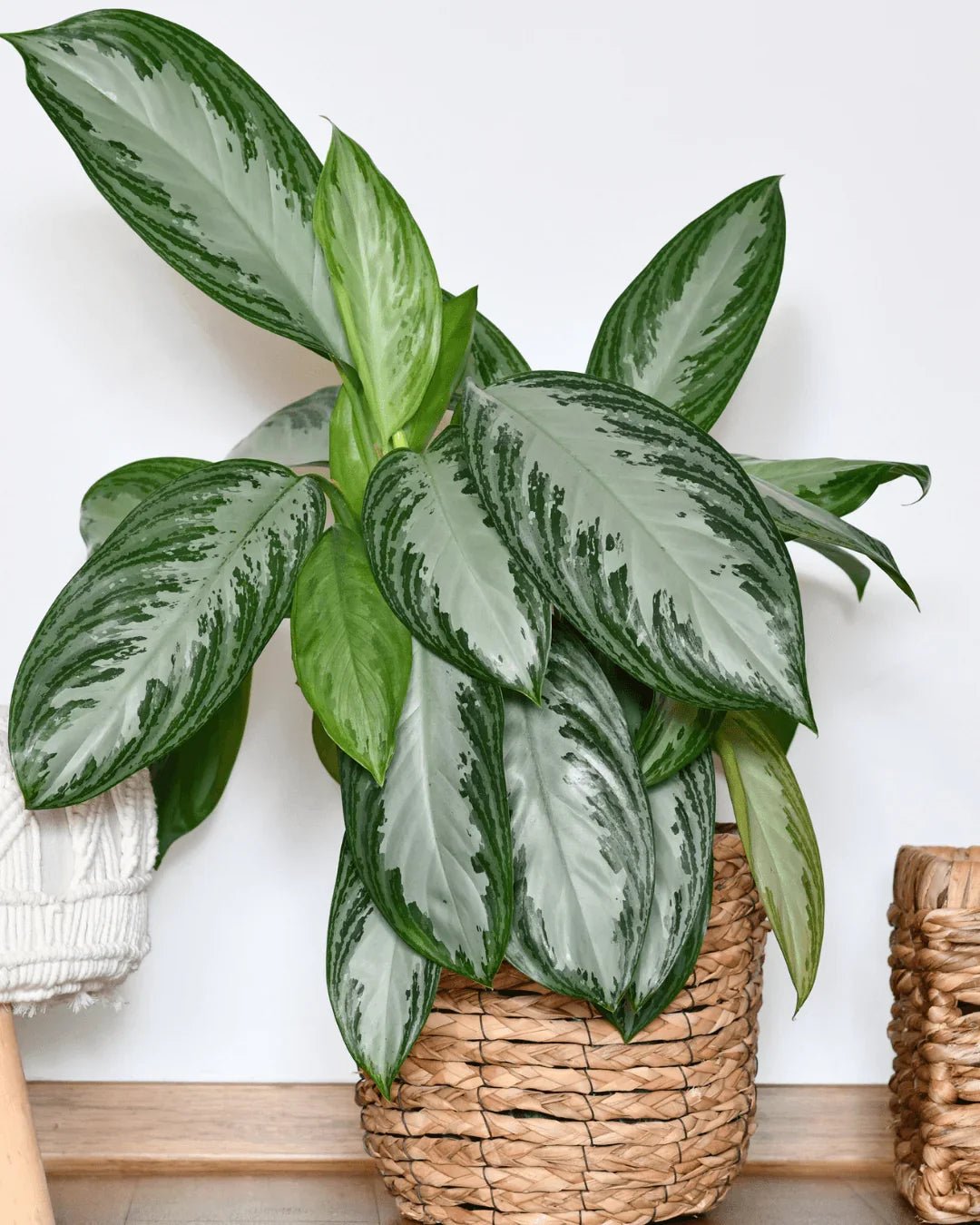 המדריך המקיף לגידול אגלונמה (Aglaonema 'Silver Bay') 🌿 - רוטין (ירוק במרפסת לשעבר)