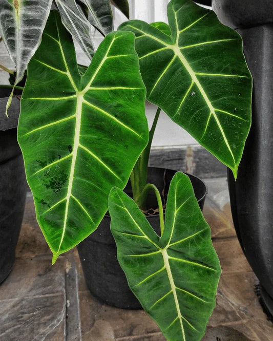 המדריך המקיף לגידול אלוקסיה מיכוליציאנה (Alocasia Micholitziana) 🌿 - רוטין (ירוק במרפסת לשעבר)