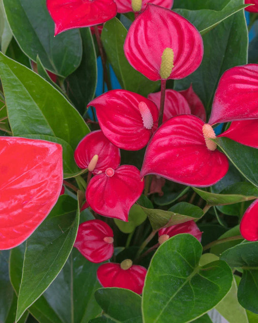 המדריך המקיף לגידול אנתוריום (Anthurium andraeanum) 🌺 - רוטין (ירוק במרפסת לשעבר)