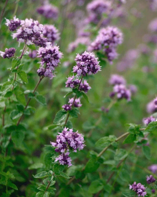 המדריך המקיף לגידול אורגנו (Origanum vulgare) 🌿 - רוטין (ירוק במרפסת לשעבר)
