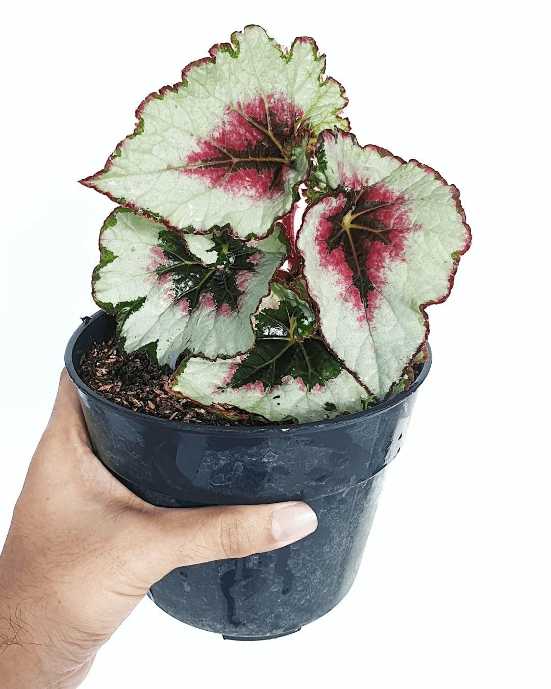 המדריך המקיף לגידול בגוניה רקס (Begonia rex) 🌿🎨 - רוטין (ירוק במרפסת לשעבר)