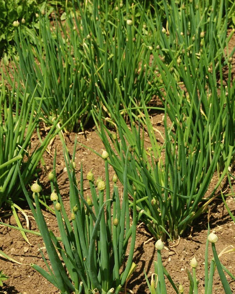 המדריך המקיף לגידול בצל ירוק (Allium fistulosum) 🌿