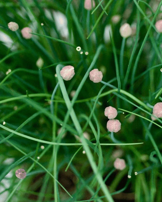 המדריך המקיף לגידול בצל סיבירי (Allium schoenoprasum var. sibiricum) 🌿 - רוטין (ירוק במרפסת לשעבר)
