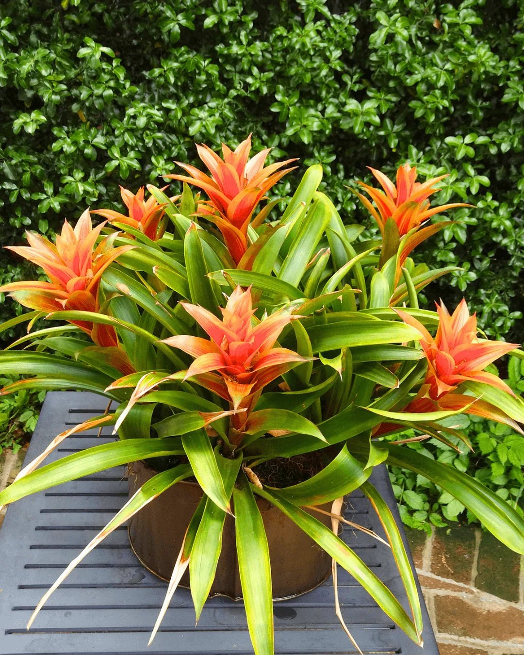 המדריך המקיף לגידול ברומליה (Bromeliad spp.) 🍍🌺 - רוטין (ירוק במרפסת לשעבר)