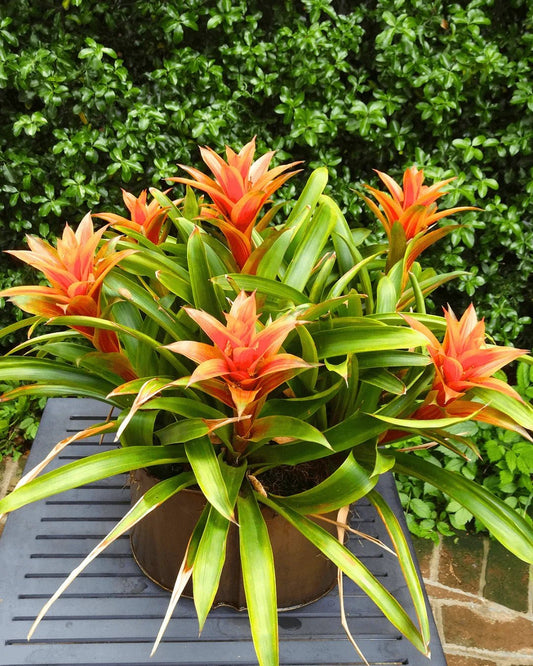 המדריך המקיף לגידול ברומליה (Bromeliad spp.) 🍍🌺 - רוטין (ירוק במרפסת לשעבר)