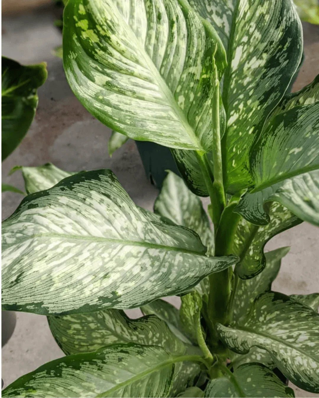 המדריך המקיף לגידול דיפנבכיה 🌿 - רוטין (ירוק במרפסת לשעבר)