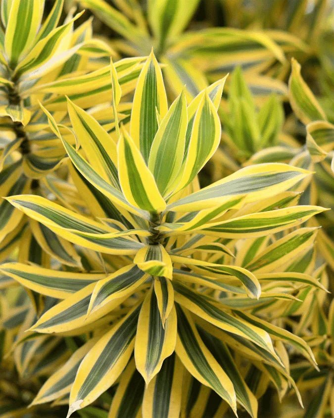 המדריך המקיף לגידול דרצנה מגוונת 🌿 - רוטין (ירוק במרפסת לשעבר)