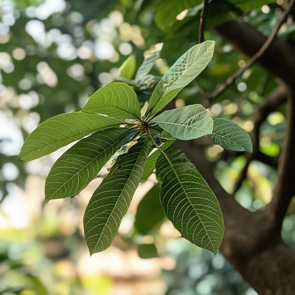 המדריך המקיף לגידול פאכירה (Pachira aquatica) 🌴 - רוטין (ירוק במרפסת לשעבר)