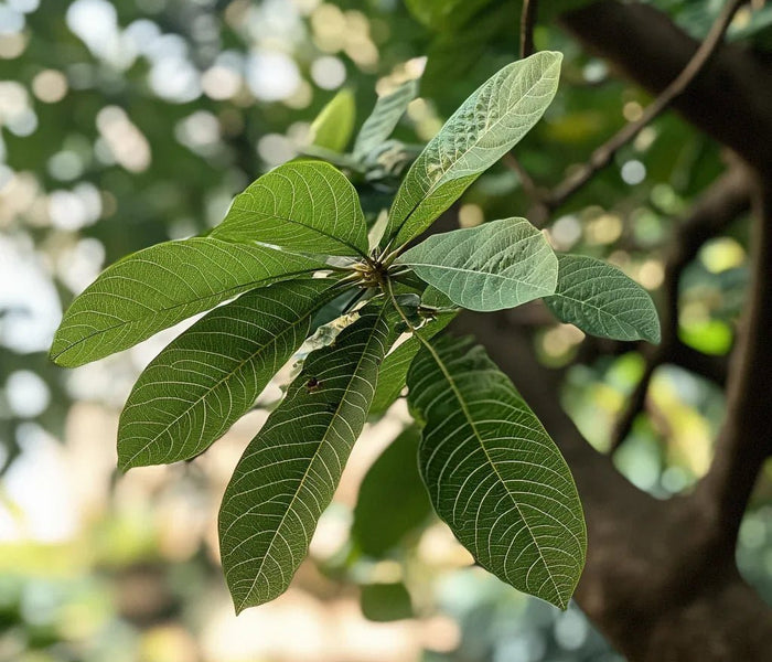 המדריך המקיף לגידול פאכירה (Pachira aquatica) 🌴