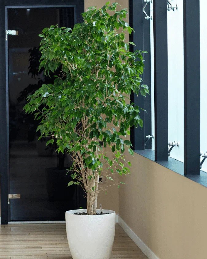 המדריך המקיף לגידול פיקוס בנימינה 🌳 - רוטין (ירוק במרפסת לשעבר)