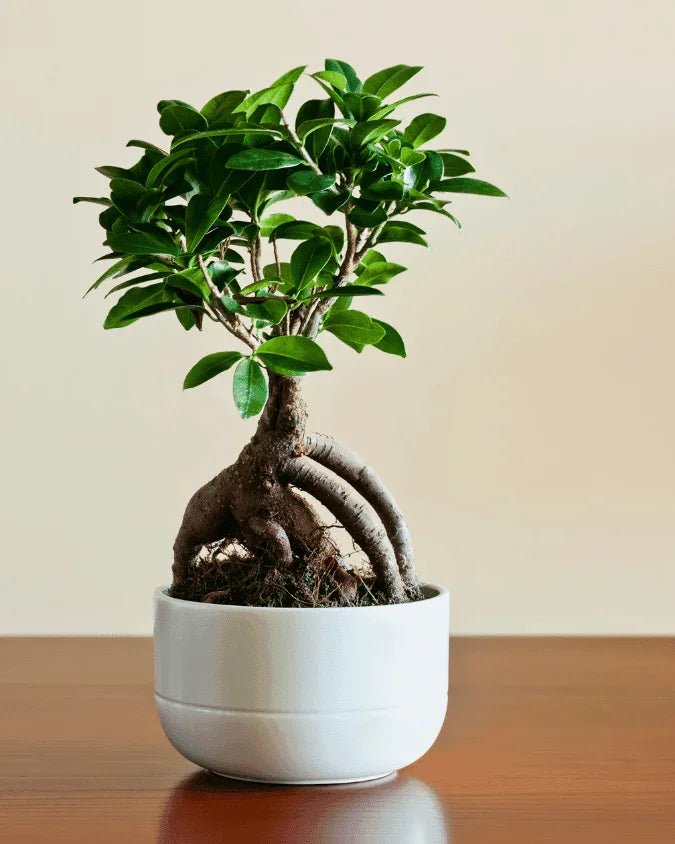 המדריך המקיף לגידול פיקוס גינסנג (Ficus microcarpa) 🌳 - רוטין (ירוק במרפסת לשעבר)