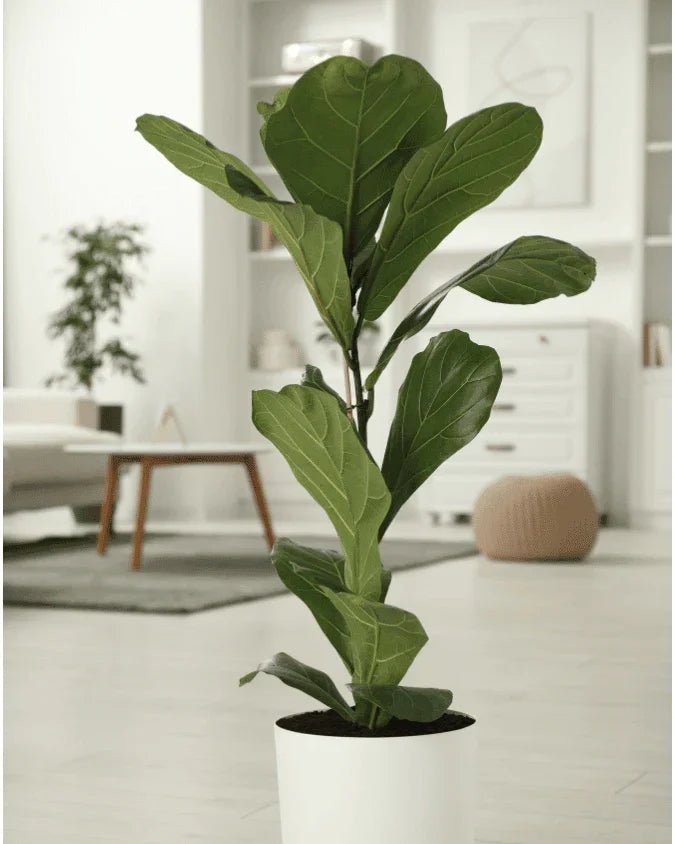 המדריך המקיף לגידול פיקוס כינורי (Ficus Lyrata) 🌳 - רוטין (ירוק במרפסת לשעבר)