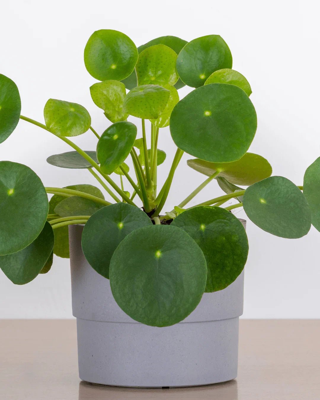 המדריך המקיף לגידול פילאה פפרומידיס, צמח הכסף הסיני (Pilea peperomioides) 🌱 - רוטין (ירוק במרפסת לשעבר)