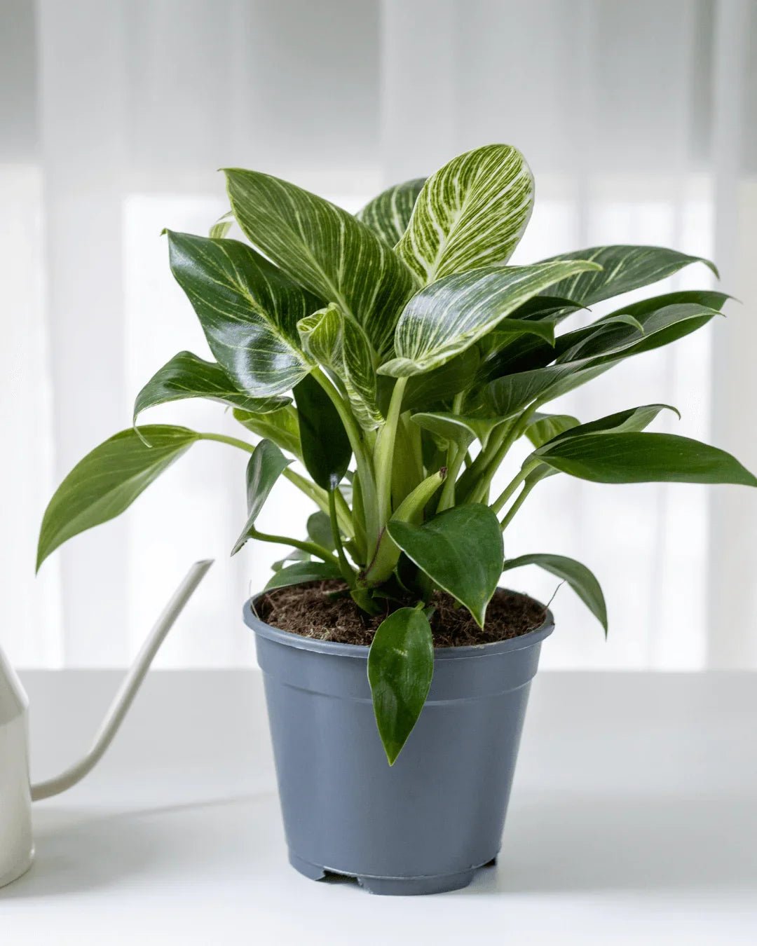 המדריך המקיף לגידול פילודנדרון בירקין (Philodendron birkin) 🌿 - רוטין (ירוק במרפסת לשעבר)