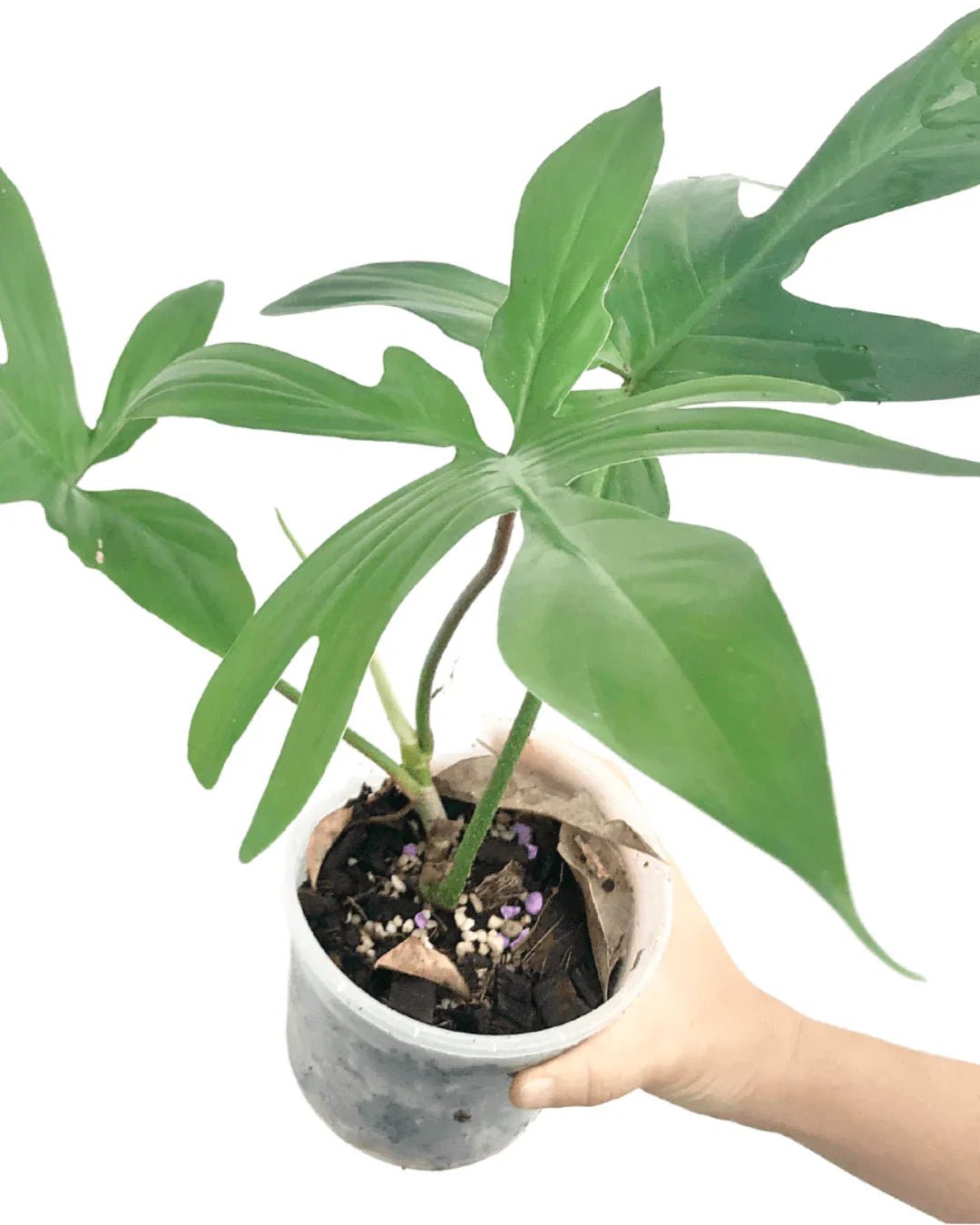 המדריך המקיף לגידול פילודנדרון פלורידה (Philodendron 'Florida Beauty') 🌿 - רוטין (ירוק במרפסת לשעבר)