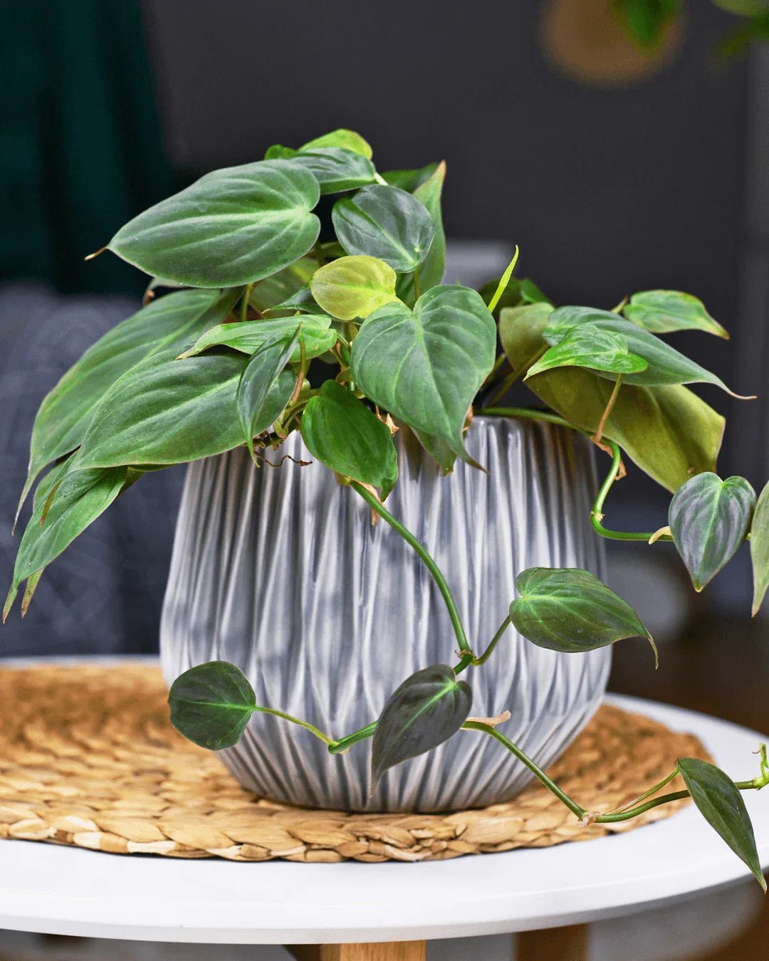 המדריך המקיף לגידול פילודנדרון הופה (Philodendron hederaceum 'Micans') 🌿 - רוטין (ירוק במרפסת לשעבר)