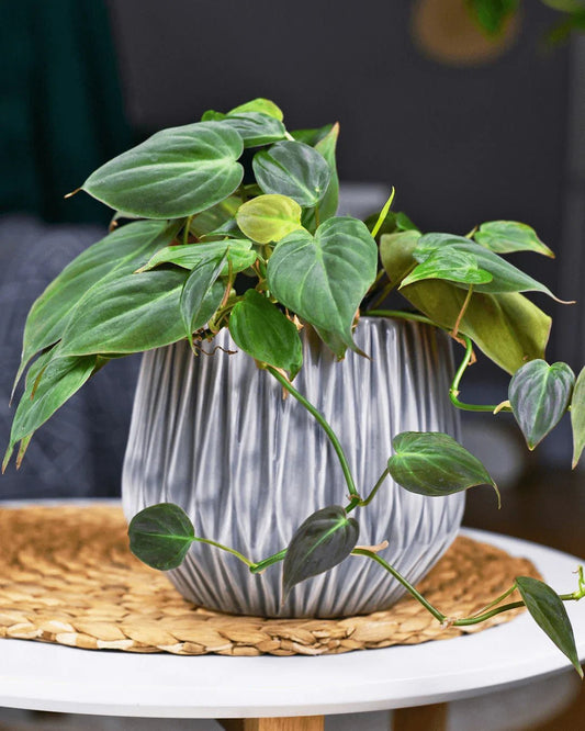 המדריך המקיף לגידול פילודנדרון הופה (Philodendron hederaceum 'Micans') 🌿 - רוטין (ירוק במרפסת לשעבר)
