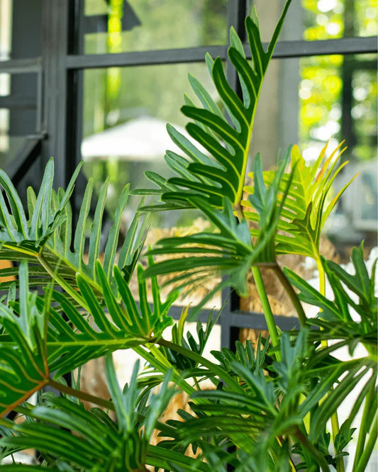 המדריך המקיף לגידול פילודנדרון קסנדו (Philodendron xanadu) 🌿 - רוטין (ירוק במרפסת לשעבר)