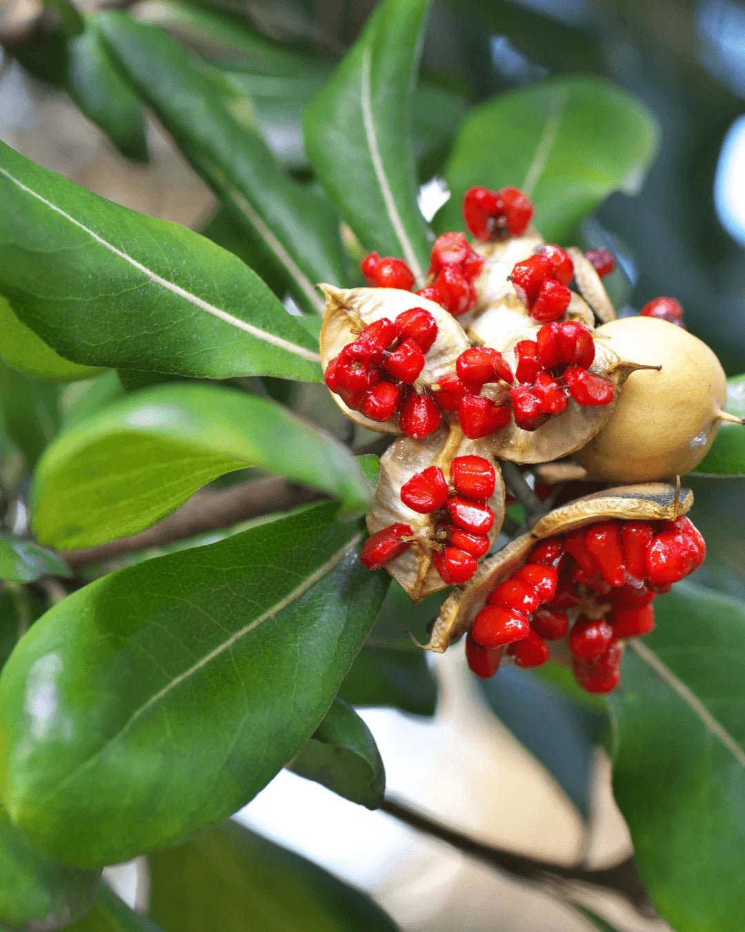 המדריך המקיף לגידול פיטוספורום ננסי (Pittosporum tobira 'Nana') 🌳 - רוטין (ירוק במרפסת לשעבר)
