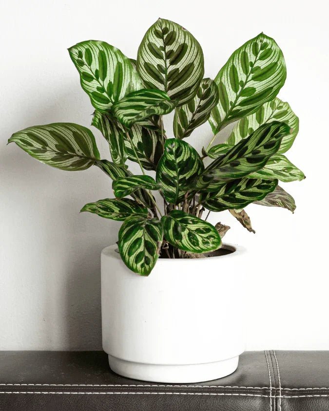 המדריך המקיף לגידול פלאה (קלתאה מקויאנה) 🌿 - רוטין (ירוק במרפסת לשעבר)