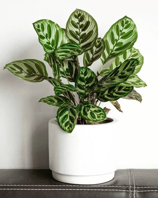 המדריך המקיף לגידול פלאה (קלתאה מקויאנה) 🌿 - רוטין (ירוק במרפסת לשעבר)