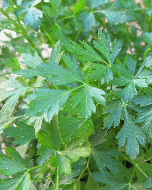 המדריך המקיף לגידול פטרוזיליה (Petroselinum crispum) 🌿 - רוטין (ירוק במרפסת לשעבר)