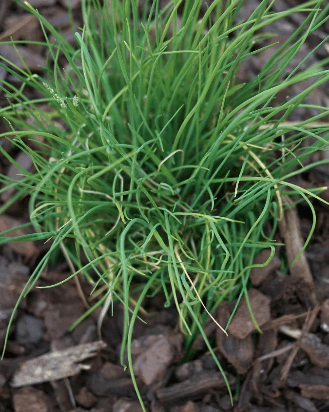 המדריך המקיף לגידול עירית (Allium schoenoprasum) 🌿 - רוטין (ירוק במרפסת לשעבר)