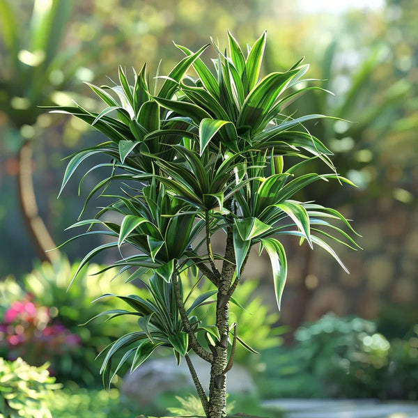 המדריך המקיף לגידול יוקה ללא קוצים (Yucca elephantipes) 🌴