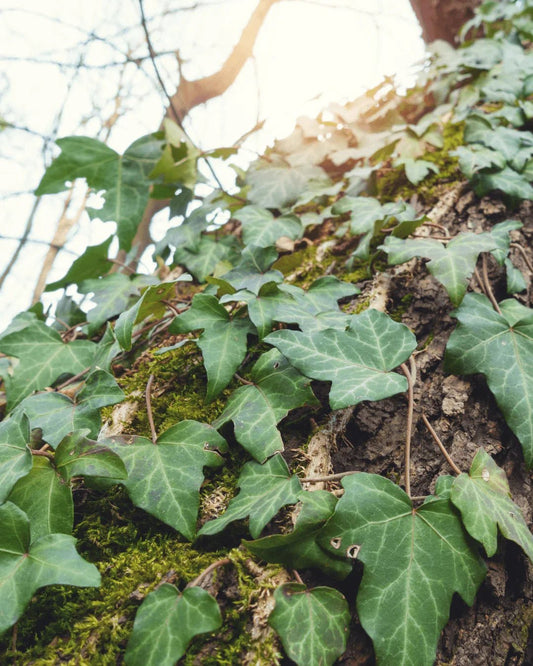 המדריך המקיף לגידול קיסוס (Hedera helix) 🌿 - רוטין (ירוק במרפסת לשעבר)