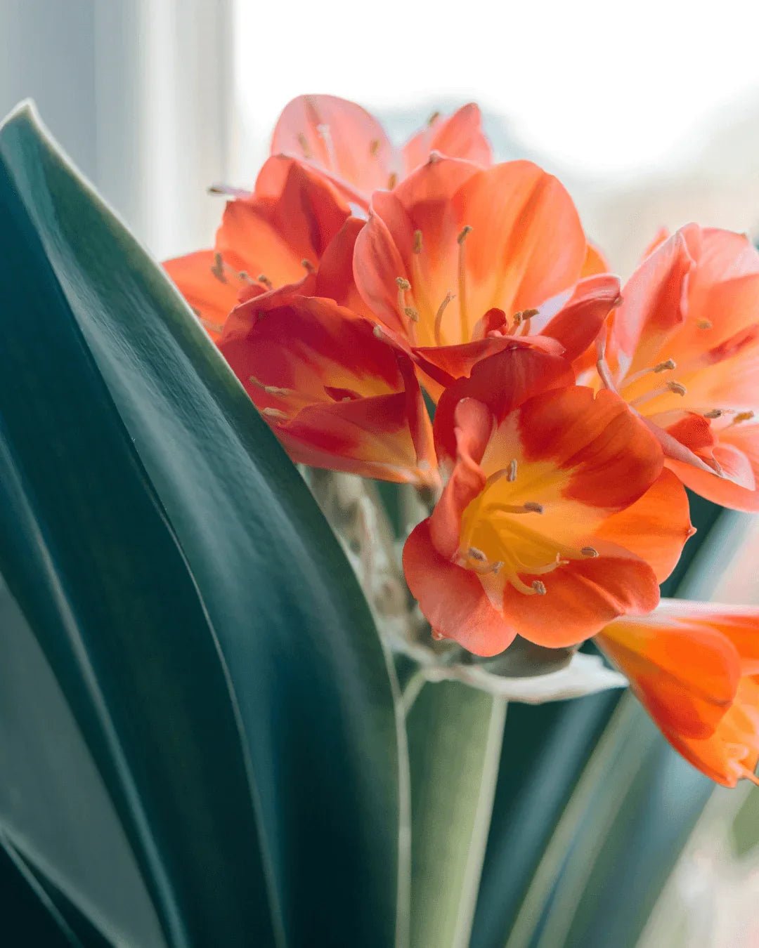 המדריך המקיף לגידול קליביה (Clivia miniata) 🌼 - רוטין (ירוק במרפסת לשעבר)