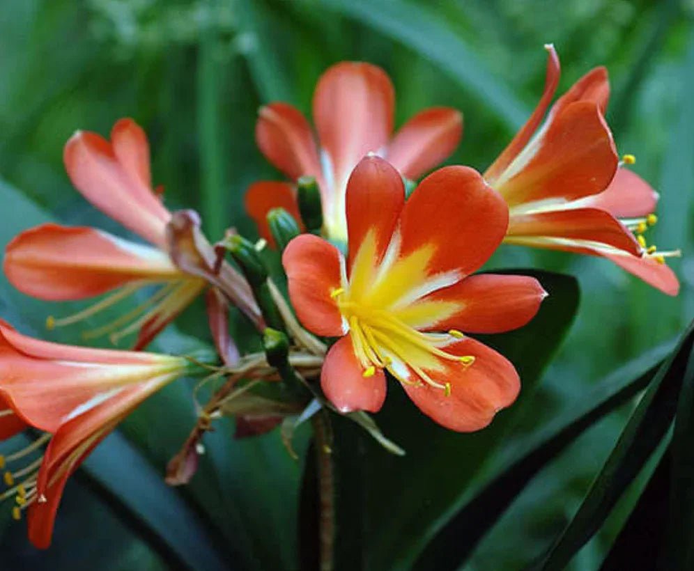 המדריך המקיף לגידול קליוויה (Clivia miniata) 🌸 - רוטין (ירוק במרפסת לשעבר)