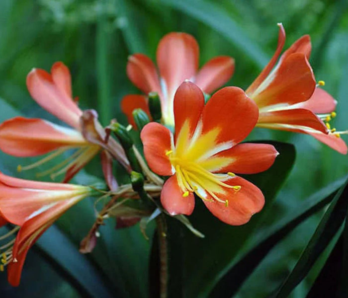 המדריך המקיף לגידול קליוויה (Clivia miniata) 🌸